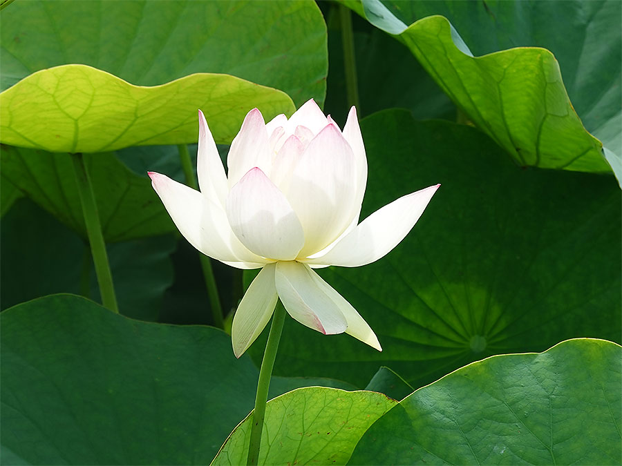 photo of lotus